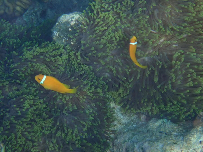马尔代夫柏悦哈达哈岛